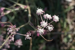 Seseli tommasinii