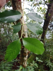 Rubiaceae