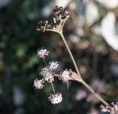 Seseli tommasinii