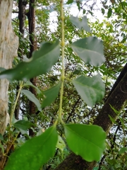 Rubiaceae