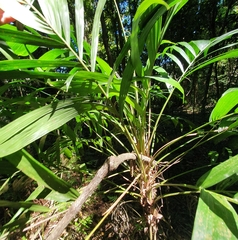 Linospadix monostachyus