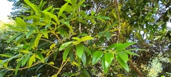 Agathis dammara