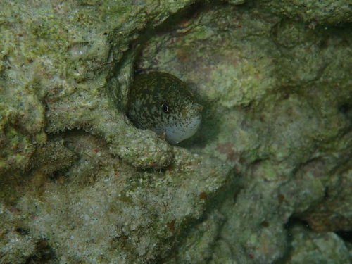 Snowflake eel (Reef Fish of the Hawaiian Islands) · iNaturalist