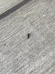 Camponotus