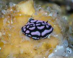 Phyllidiella rosans
