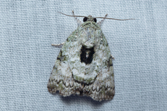Blenina quinaria