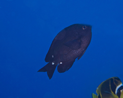 Chromis verater