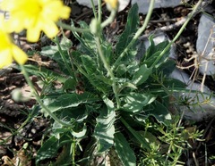 Hieracium tommasinianum