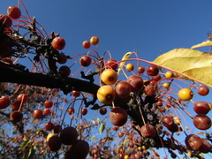 Malus × zumi