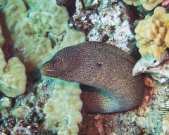 Gymnothorax meleagris