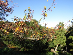 Malus × zumi