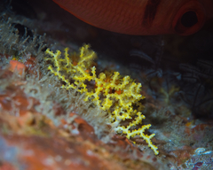 Melithaea bicolor