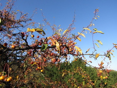 Malus × zumi