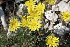 Hieracium tommasinianum