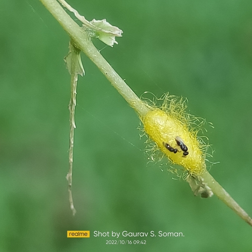 Common Grass Yellow, photo 10 of 10