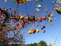 Malus × zumi