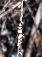 Macrobathra desmotoma