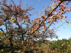 Malus × zumi