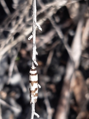 Macrobathra desmotoma