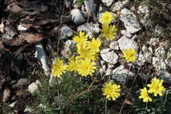 Hieracium tommasinianum
