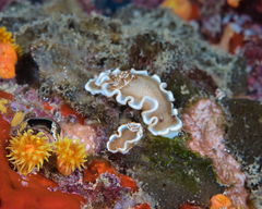 Glossodoris rufomarginata
