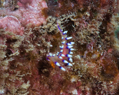 Coryphellina exoptata