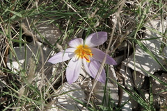 Crocus thomasii
