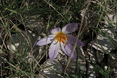 Crocus thomasii