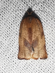 Cacoecimorpha pronubana