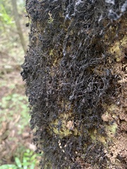 Heterodermia leucomelos