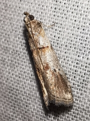 Acrobasis