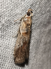 Acrobasis