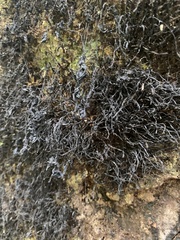 Heterodermia leucomelos