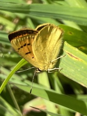 Lycaena