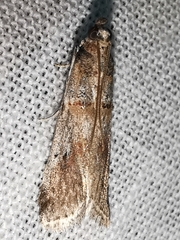 Acrobasis