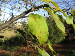 Malus floribunda