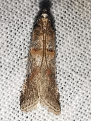 Acrobasis
