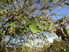 Malus floribunda