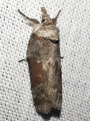 Nycteola