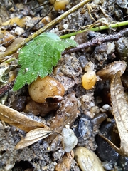 Ectobius lapponicus
