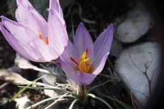 Crocus thomasii