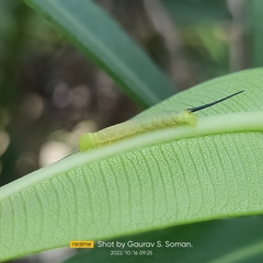 Daphnis nerii