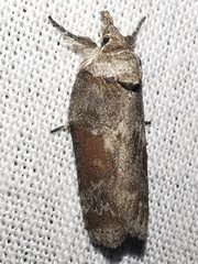Nycteola