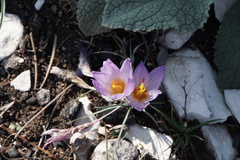 Crocus thomasii