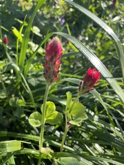 Trifolium incarnatum