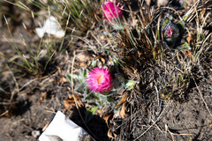 Helichrysum ecklonis