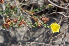 Fumana ericifolia