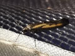 Ochromolopis ictella