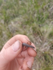 Lampropholis delicata