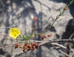 Fumana ericifolia